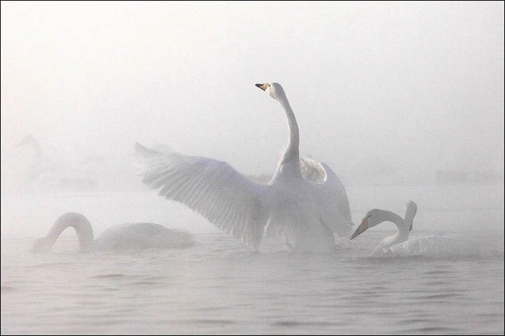 Swan Lake