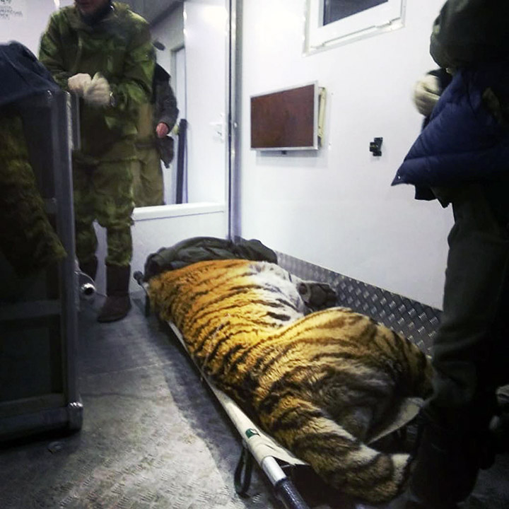 Tiger Tikhon brought to rehab
