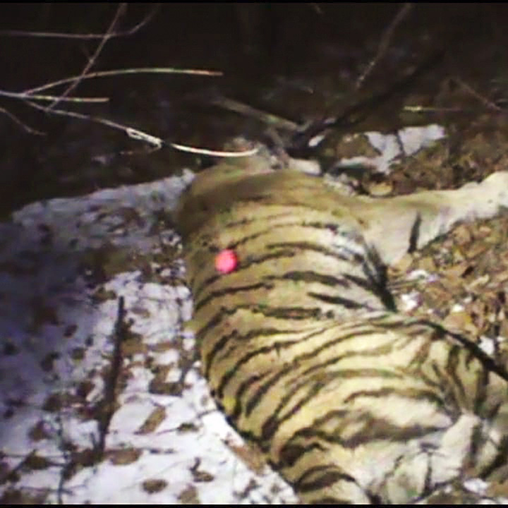 Tiger Tikhon sedated