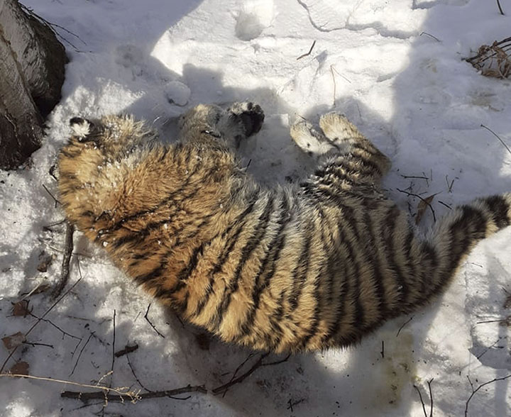 Tiger's body found