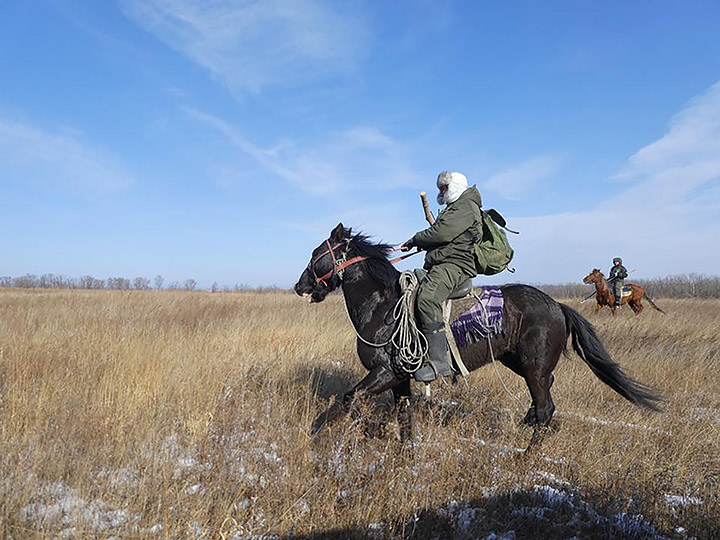 Horses