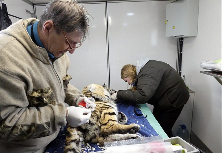 Vets taking samples
