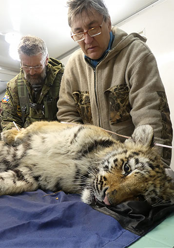 Vets taking samples