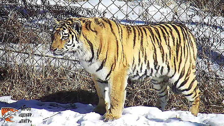 Mother tigress