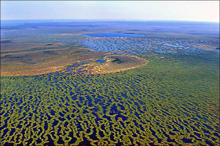 Special status for swamp that saves the world