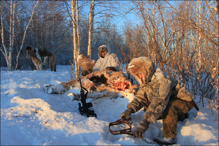 Wolves hunting Siberia
