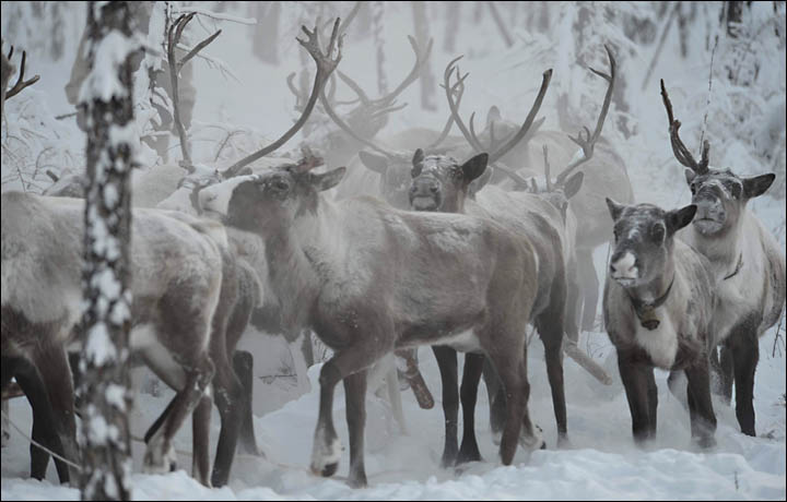 Wolves hunting Siberia