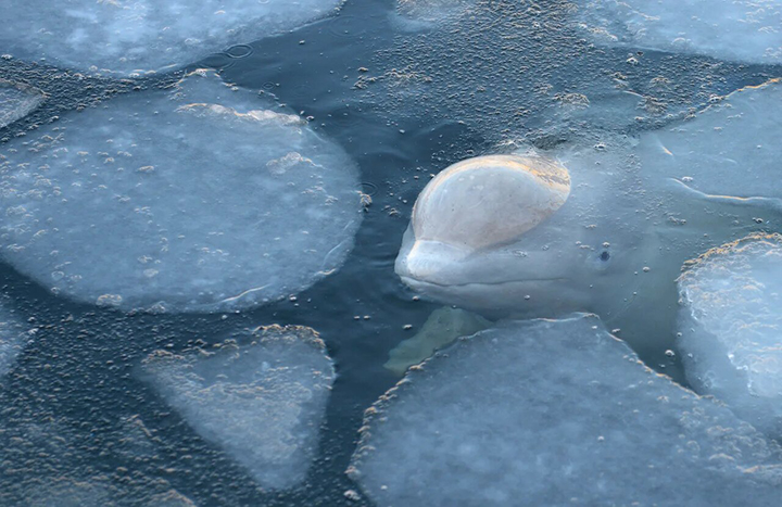 Whale jail in Nakhodka