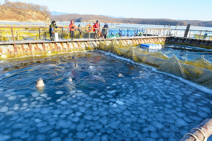 Whale jail in Nakhodka