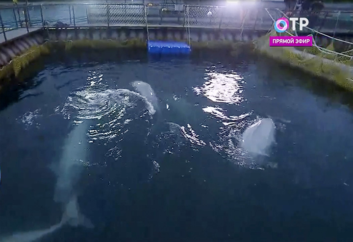 Belugas