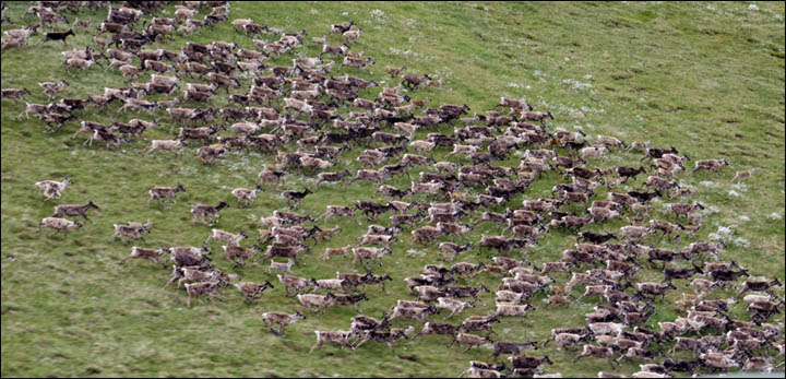 Migration