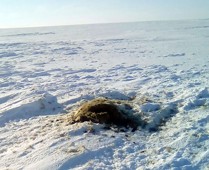reindeer corpse