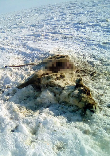 reindeer corpse