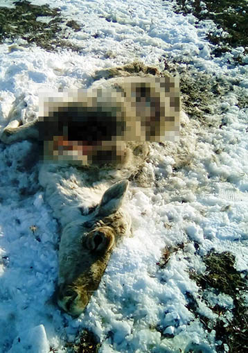 reindeer corpse