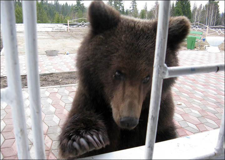 Bear tries to break through train station Siberia