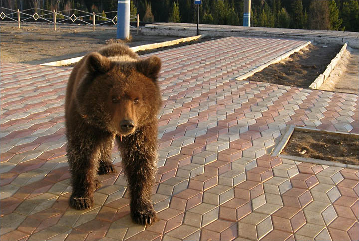 Bear tries to break through the train station