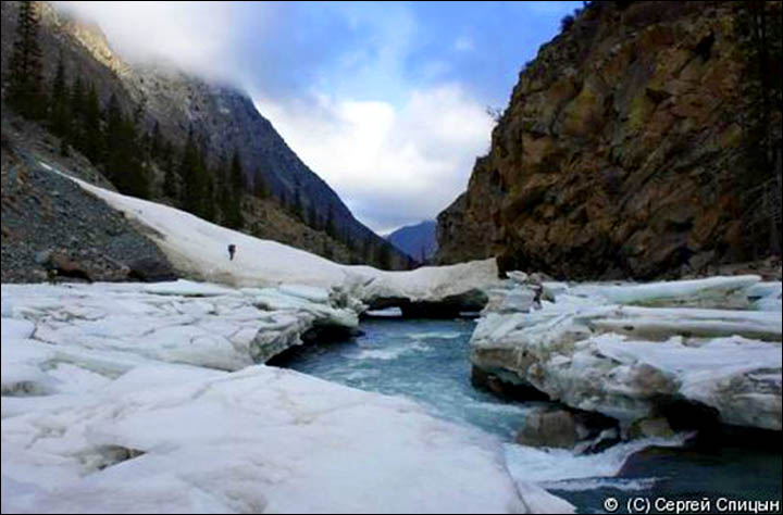 Spotted - two snow leopard cubs in the Altai Mountains captured on camera 