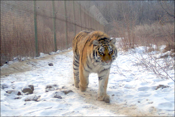 Putin frees three endangered Siberian tiger orphans into the wild