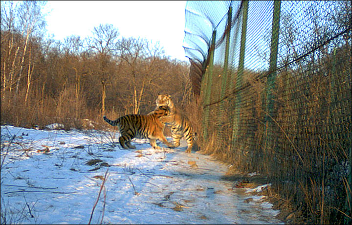 Putin frees three endangered Siberian tiger orphans into the wild