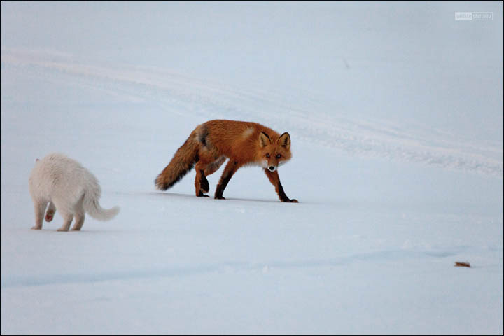 cat and fox, by Sergei Krasnoschekov