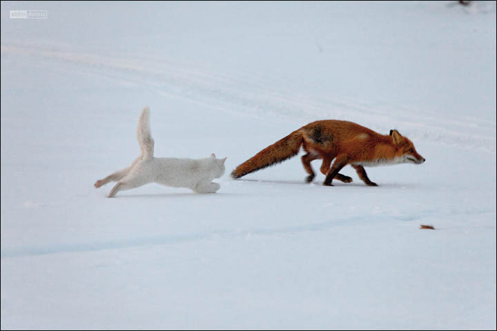 cat and fox, by Sergei Krasnoschekov