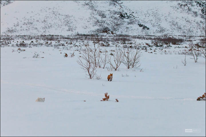 cat and fox, by Sergei Krasnoschekov