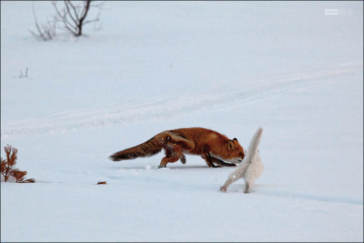 cat and fox, by Sergei Krasnoschekov