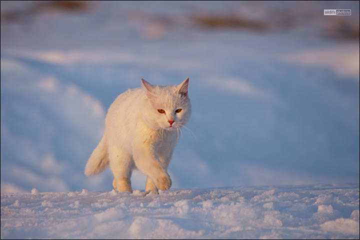 cat and fox, by Sergei Krasnoschekov