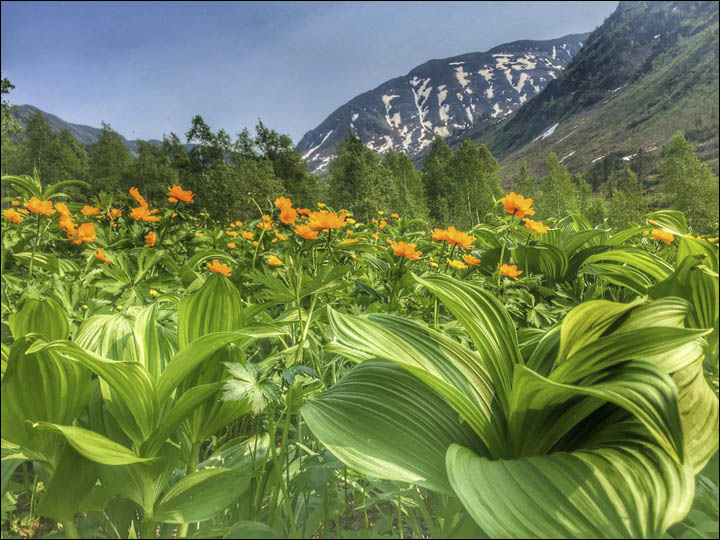Flowers