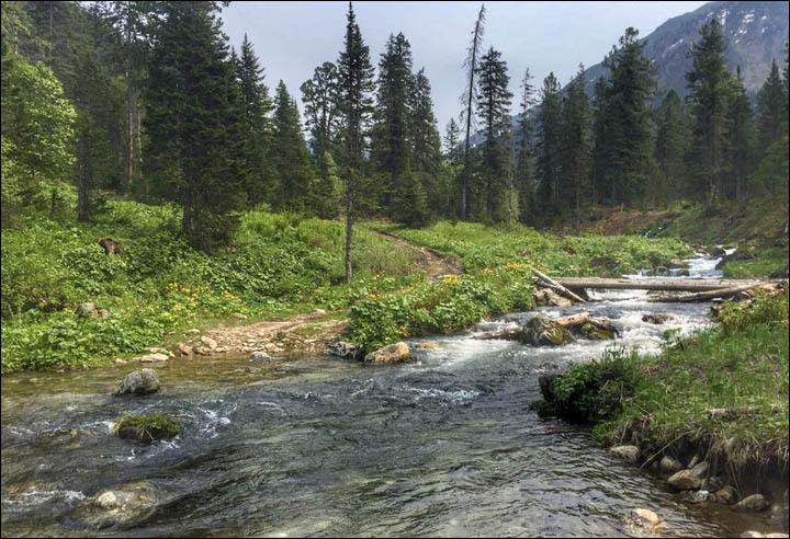Forest river