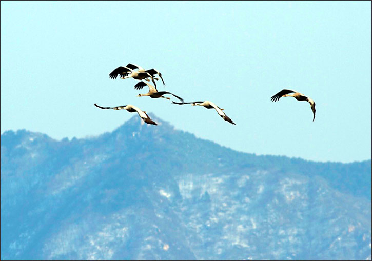 Siberian Crane