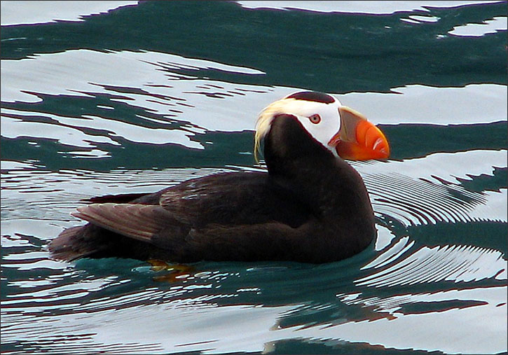 Tufted puffin