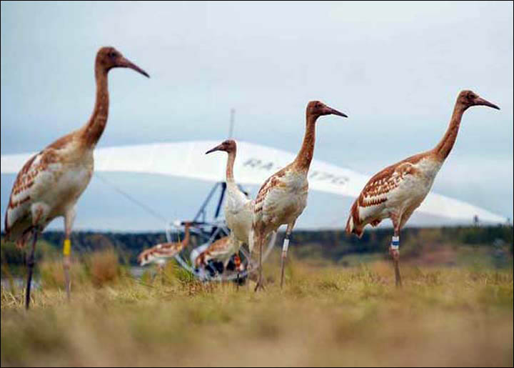 white cranes