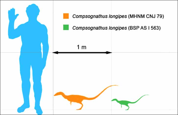Kulinda, dinosaurs site in Chita, compsognathus