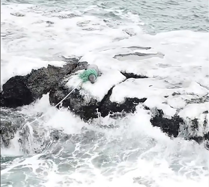 Red Book’s Steller Sea lion rescued from a plastic death trap in Russian Far East