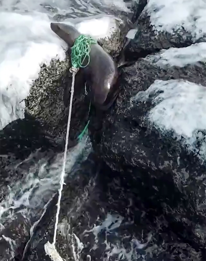 Red Book’s Steller Sea lion rescued from a plastic death trap in Russian Far East