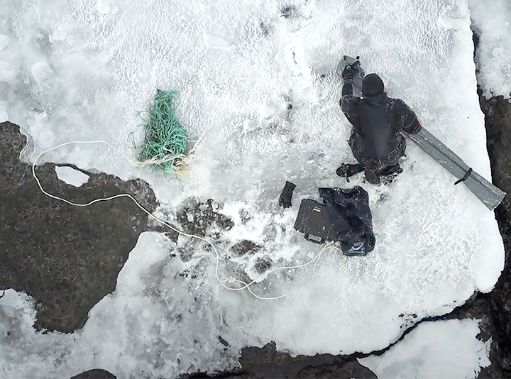 Red Book’s Steller Sea lion rescued from a plastic death trap in Russian Far East