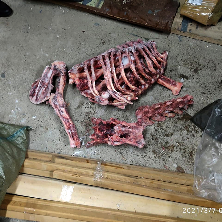 Poachers detained with head, skin and bones of an Amur tiger, the world’s largest big cat