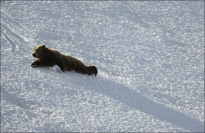 Bear documentary