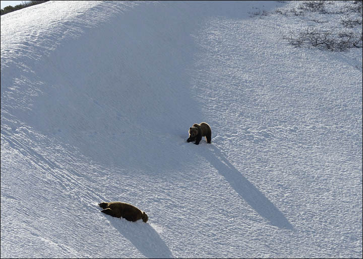 Bear documentary