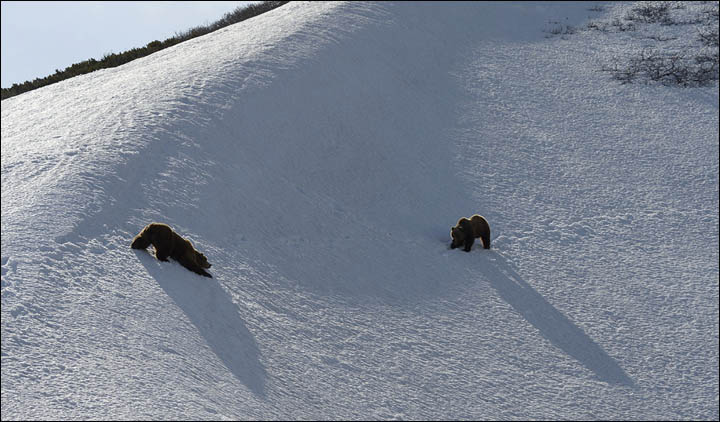 Bear documentary
