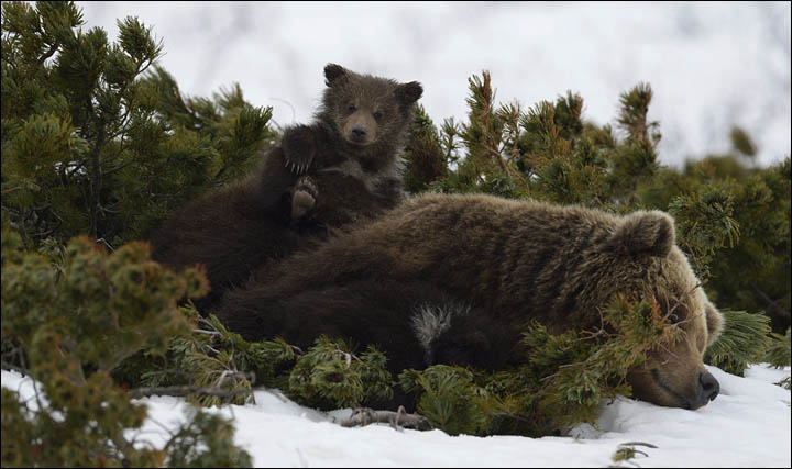 Bear documentary