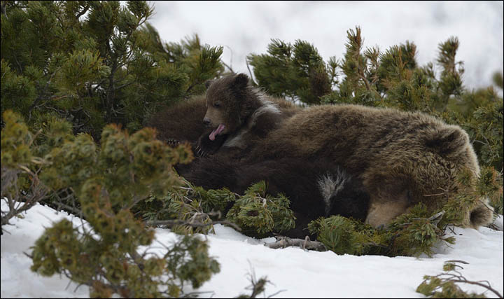Bear documentary