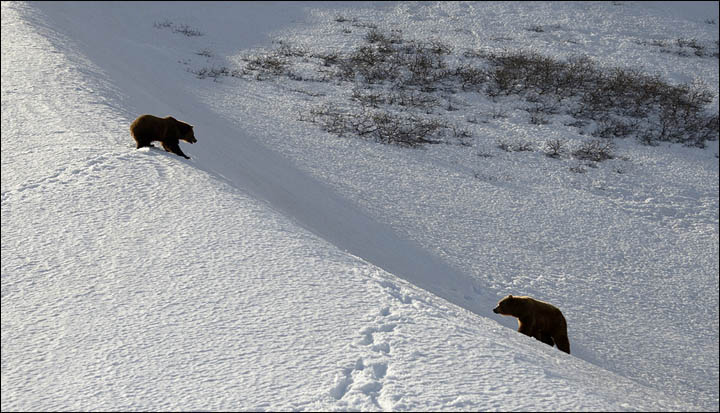 Bear documentary