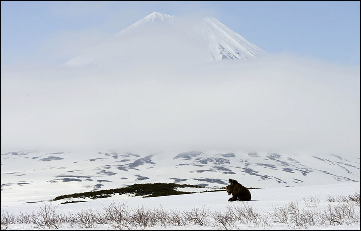 Bear documentary