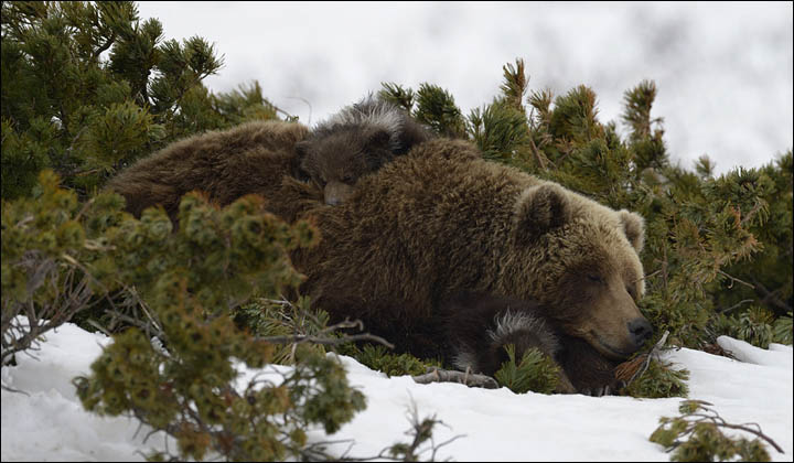 Bear documentary