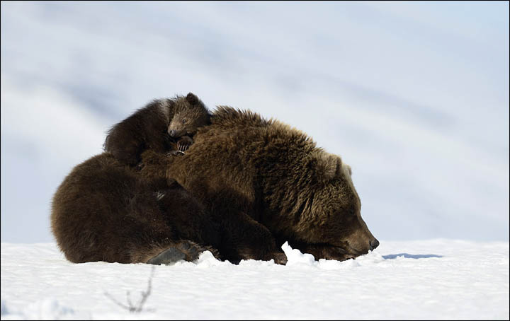 Bear documentary