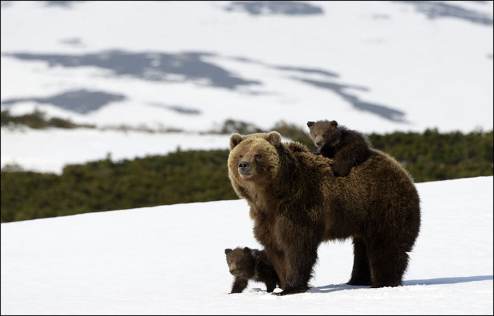 Bear documentary