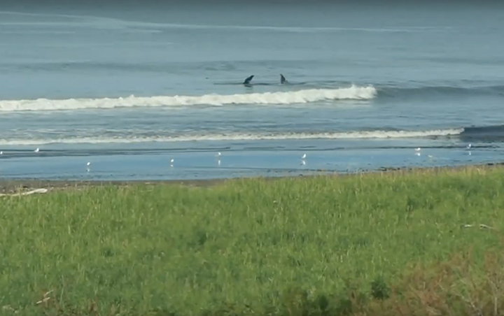 a brown bear filmed mimicking a Gray Whale in Kamchatka 