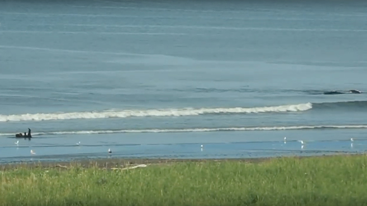 a brown bear filmed mimicking a Gray Whale in Kamchatka 